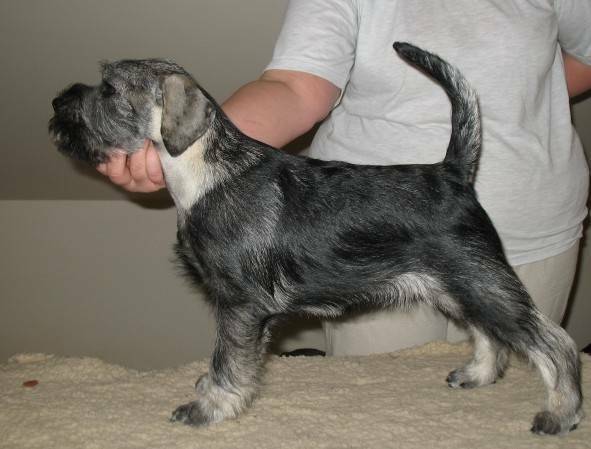 Standard Schnauzer puppies