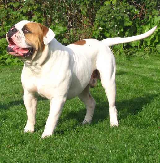 American Bulldog Puppies!