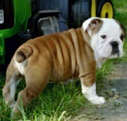 Bulldog anglais chiot de soins à domicile