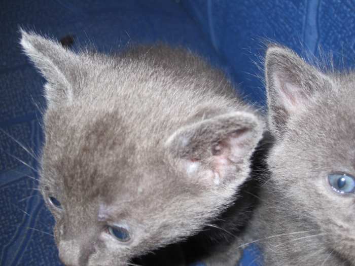 Chatons à vendre BLEU RUSSE