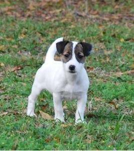 kokybės Jack Russel šuniukai