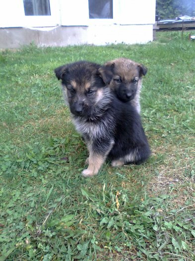 Cadeaux, chiots