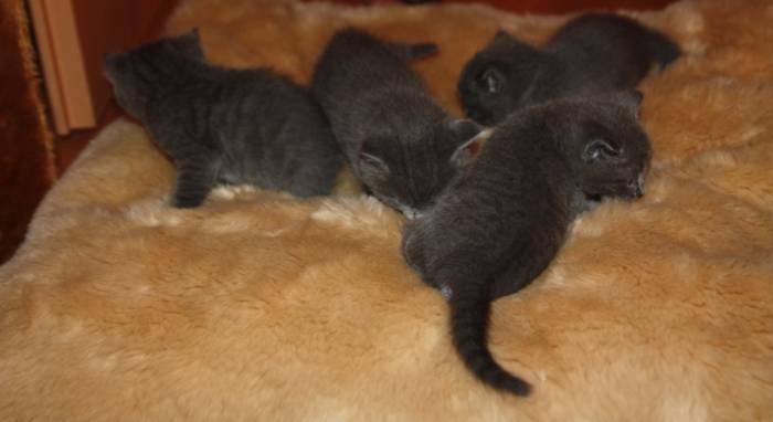 Rusu chatons bleu pour la vente