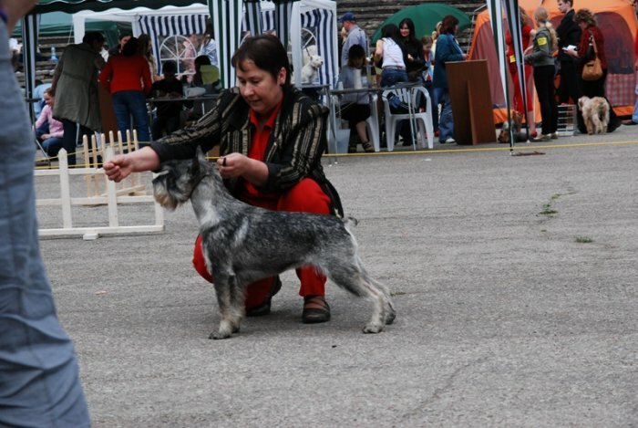 Schnauzer