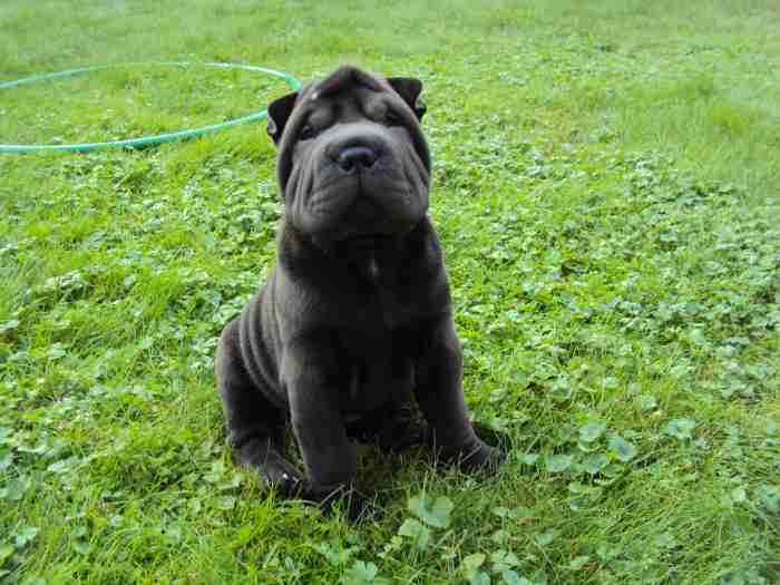 shar-pei puppies