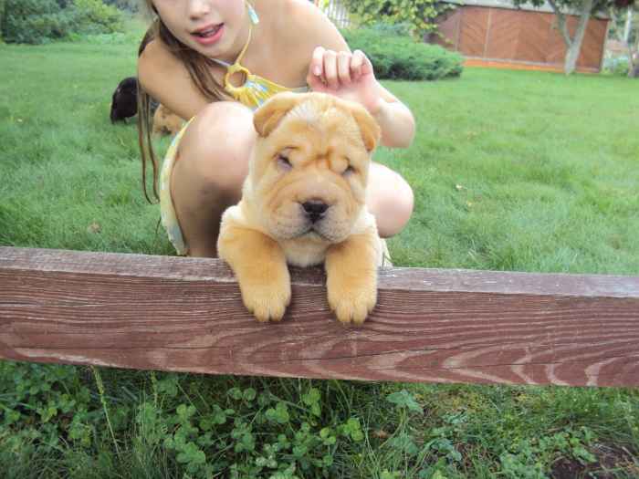 shar-pei puppies