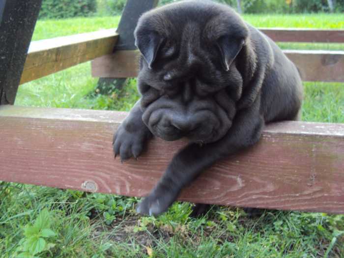 shar-pei puppies