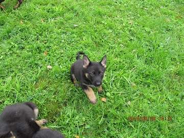 Chien de berger allemand