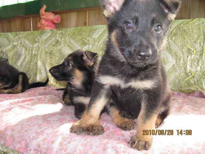 Chien de berger allemand