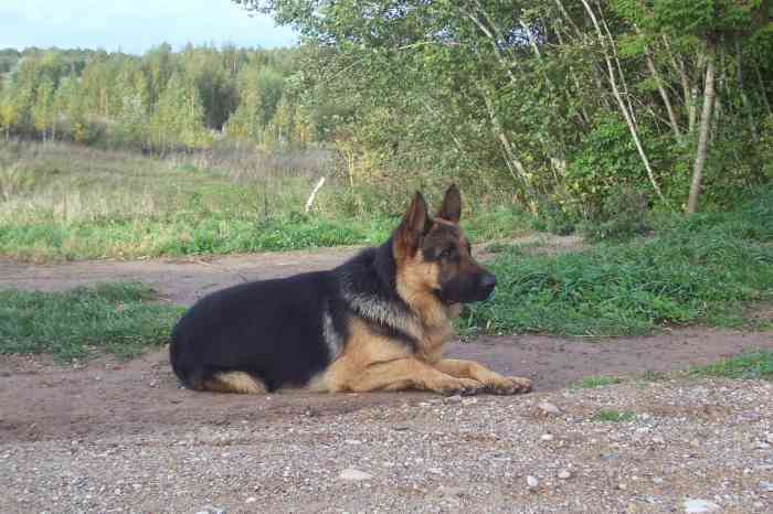 Chien de berger allemand