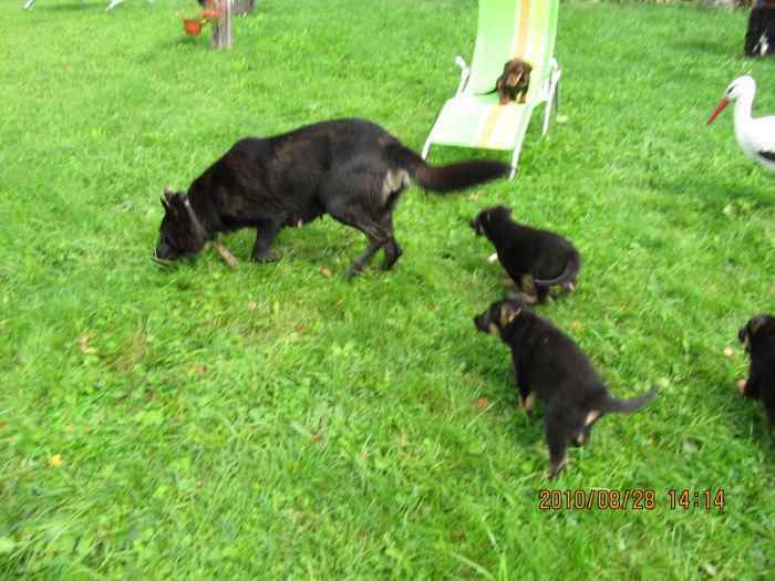 Chien de berger allemand