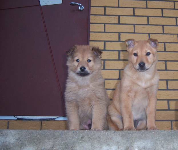 Shiba Inu mišrūnai