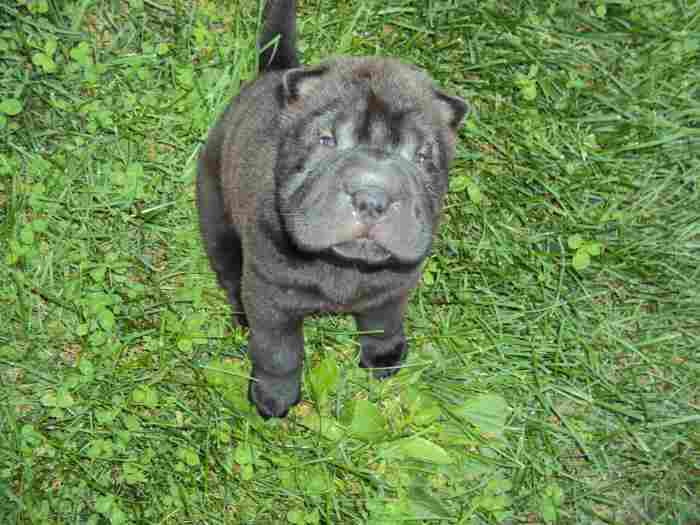 Shar-Pei chiots,