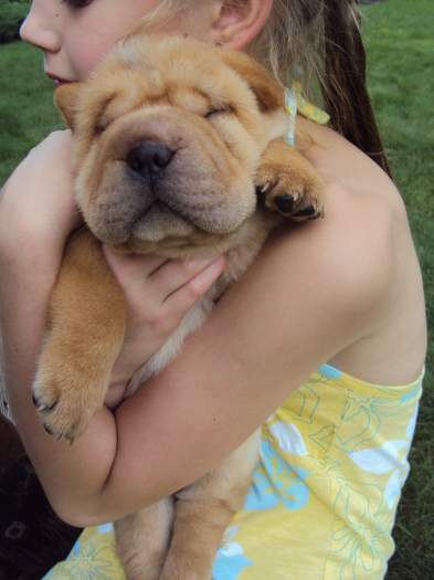 Shar-Pei šuniukai