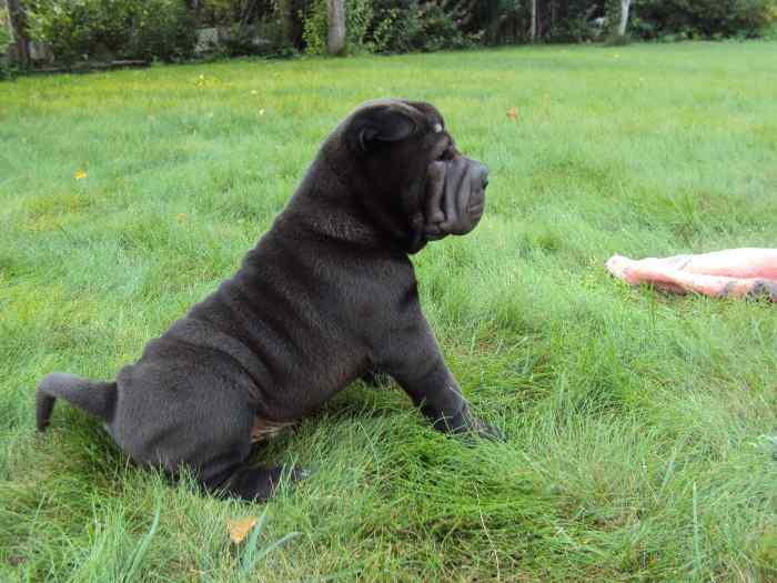 Shar-Pei šuniukai