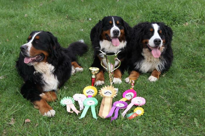 École de dressage de chiens