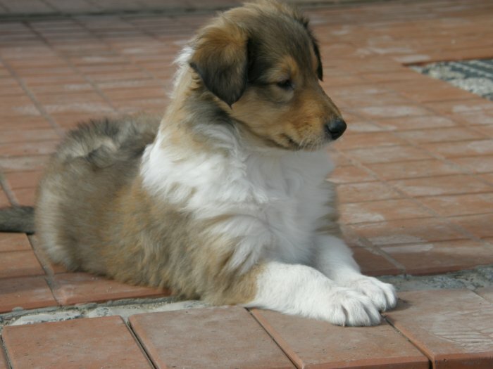 Rough Collie