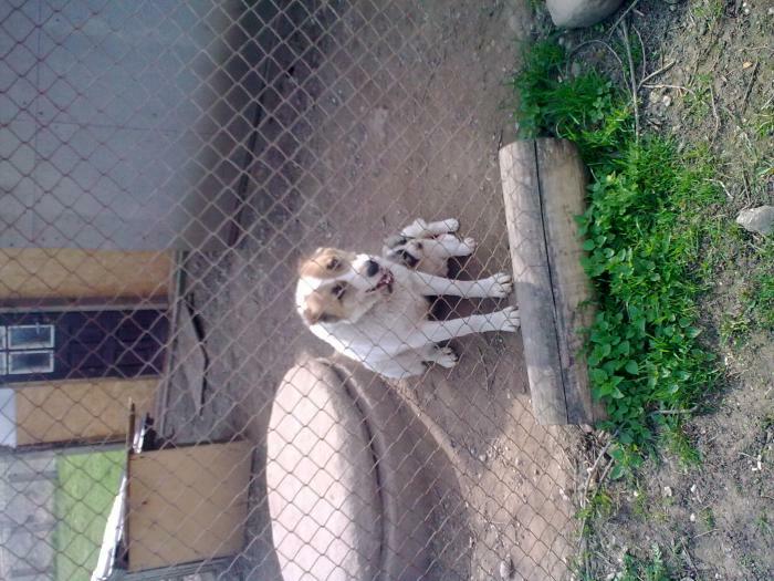 Central Asian Shepherd Dog