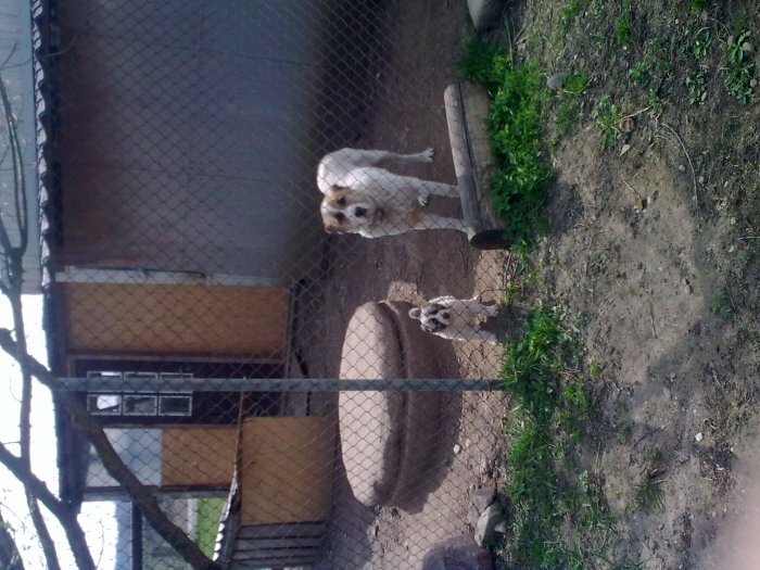 Central Asian Shepherd Dog