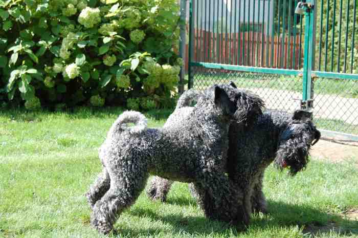 Parduodu keribliūterjero (kerry blue terrier) šuniukus