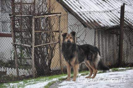 Dovanojamas didelis, gražus ir sargus šuo Muchtaras