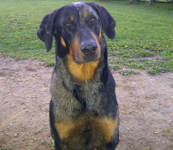 chiots Beauceron