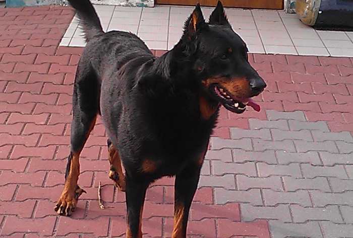 Beauceron puppies