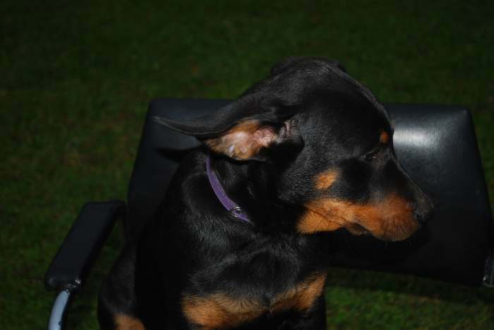 Beauceron puppies