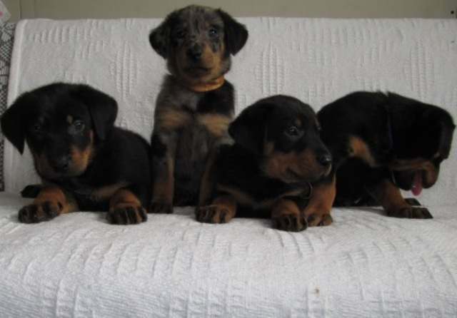 Beauceron puppies