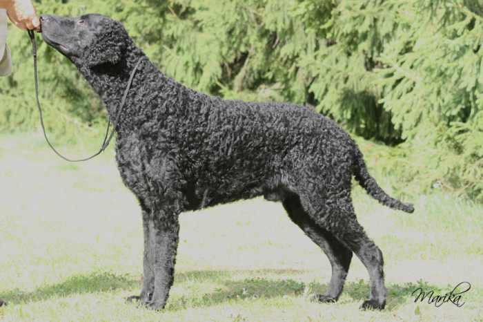 Curly coated retriever puppies