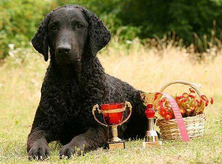 Curly coated retriever puppies