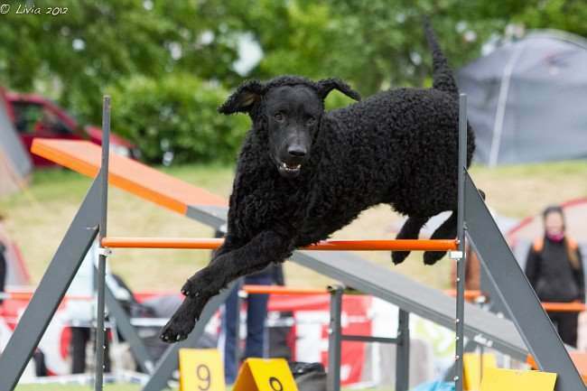 Curly coated retriever puppies