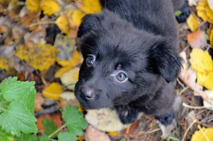 Dovanojama 1,5 mėn. kalytė Maura su ypatinga istorija!