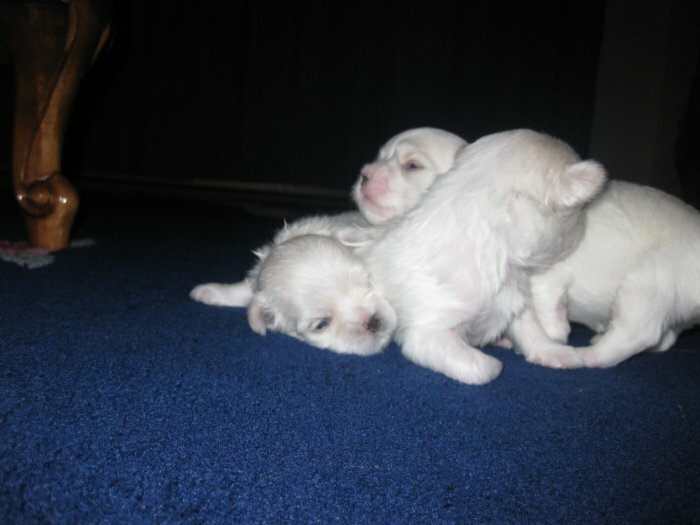 Sale Maltese noble bison puppies