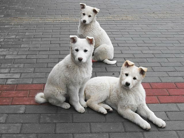 Temps pour la vente en Sibérie occidentale et blanc de 3 mois. chiots