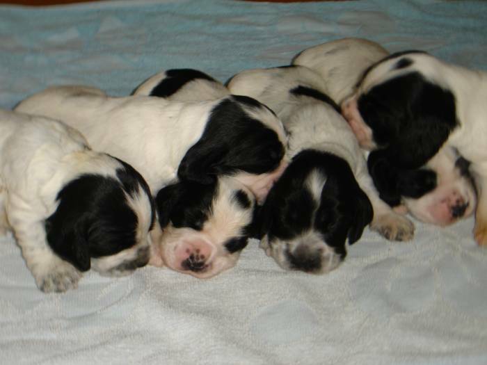 English Cocker Spaniels