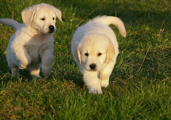 Un noble Golden Retriever