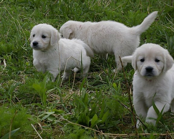 Un noble Golden Retriever