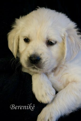 A noble Golden Retriever