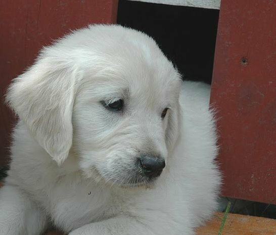 A noble Golden Retriever