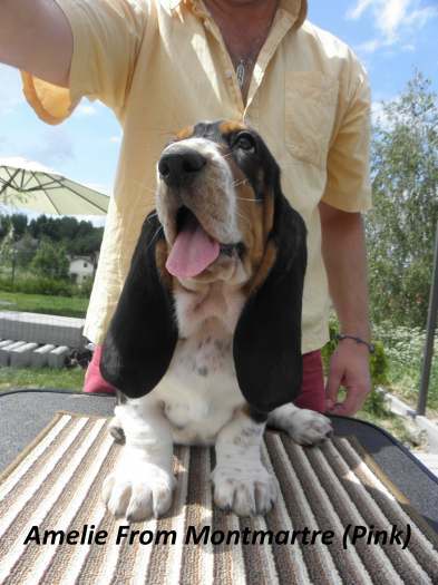 Parduodami Basset Hound veisles šuniukai