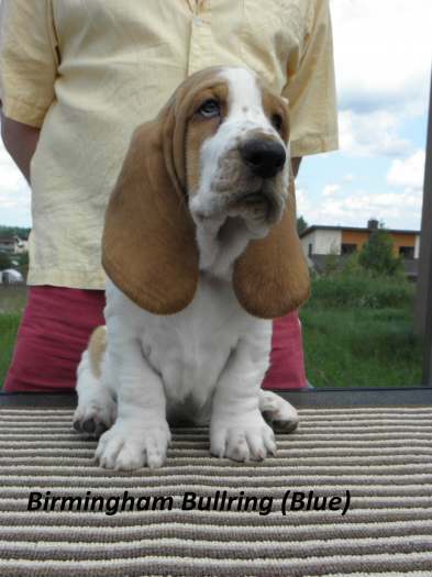 Parduodami Basset Hound veisles šuniukai