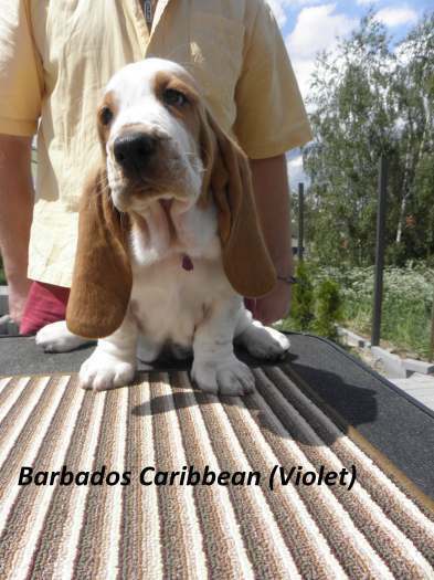 Parduodami Basset Hound veisles šuniukai