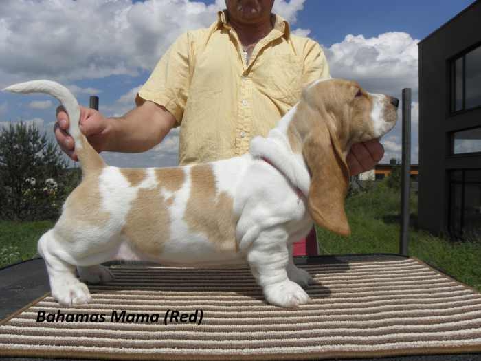 Parduodami Basset Hound veisles šuniukai