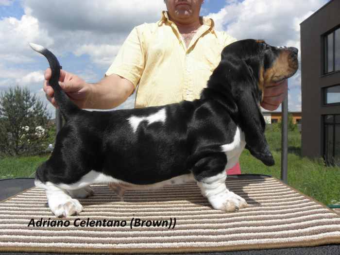 Parduodami Basset Hound veisles šuniukai