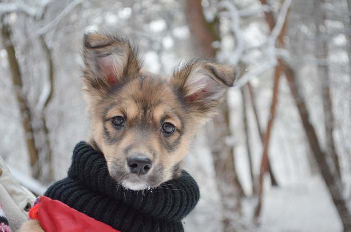 Dovanojama 3 mėn. mažaūgė, skiepyta kalytė Kola!