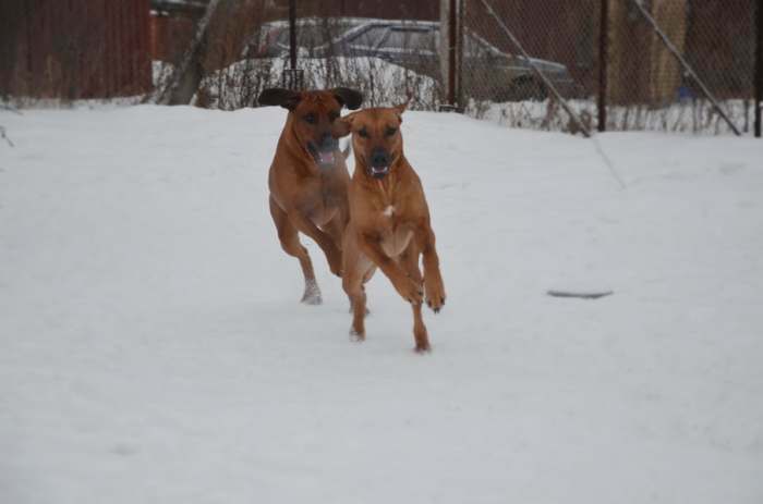 Rhodesian ridgeback puppies