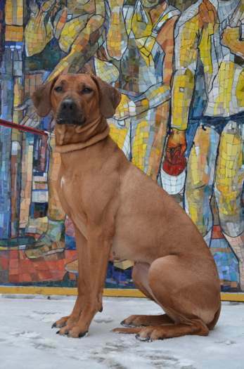 Rhodesian ridgeback puppies