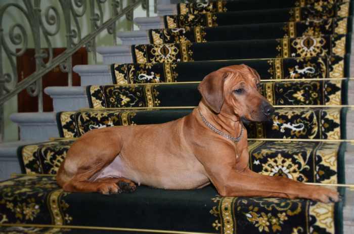 Rhodesian ridgeback puppies