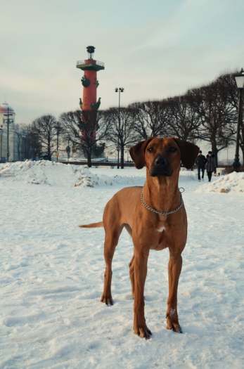 Rhodesian ridgeback puppies